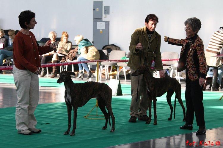 Międzynarodowa Wystawa Psów Poznań 2011